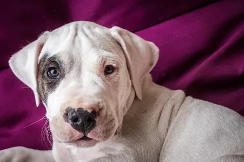 Cute puppy in studio Stock Photos