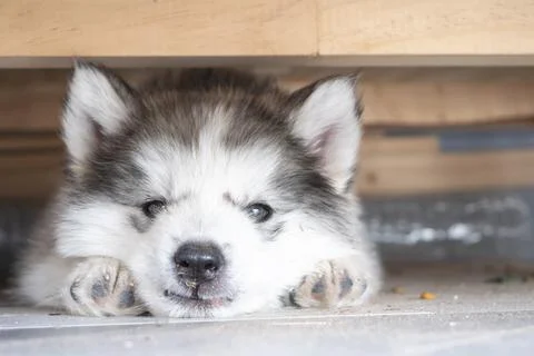 A cute puppy under the table Stock Photos