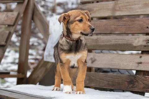 Cute puppy on a winter walk.A funny puppy walks with his owner in a winter .. Stock Photos