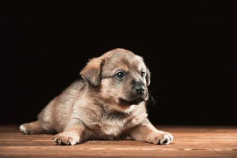 Cute puppy on a wooden table. Studio photo on a black background. Stock Photos