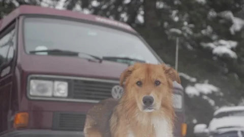 Cute Pupy by Hippy Van in the Snow Stock Footage 87720073