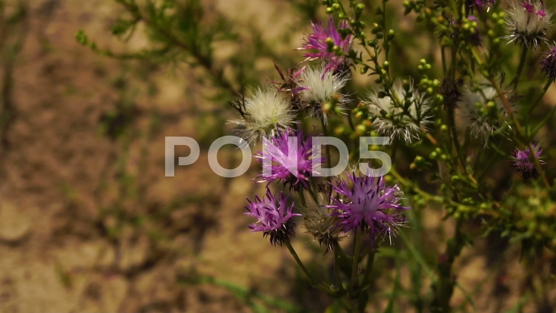 Cute Purple Steppe Flower Is Swinging Be Stock Video Pond5