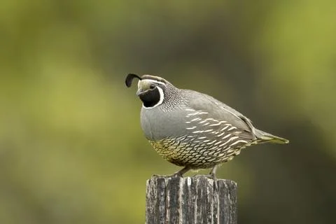 Cute quail on a post. Stock Photos