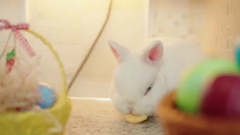 Cute rabbit among Easter eggs with warm holiday ambiance Video stock 330497569