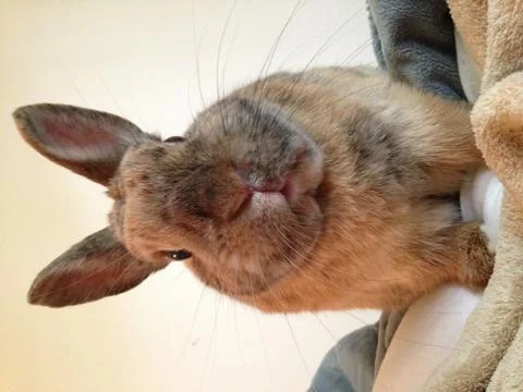 Cute rabbit on a blanket facing the camera Stock Photos