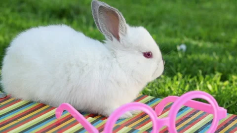 Cute rabbit bunny with school bag and pink vision glasses frame o Stock Footage 274125331