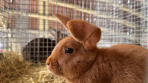 Cute Rabbit In A Cage On A Farm Stock Footage 287366621