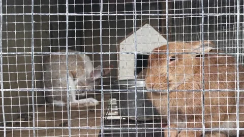 Cute Rabbit Couple In Cage Stock Footage 203887421