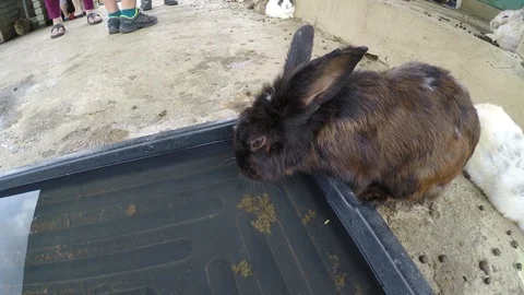 Cute rabbit in drinking water Vidéo 99578201