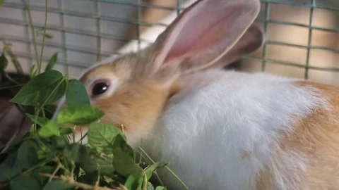 Cute rabbit of Dutch breed inside a cage Stock Footage 128639121