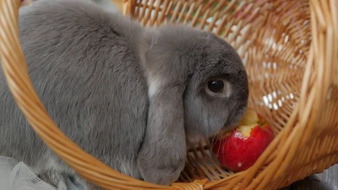 Cute rabbit eating an apple in a basket surrounded by flowers Stock Footage 74066248
