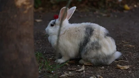 Cute rabbit is eating Stock Footage 94569076