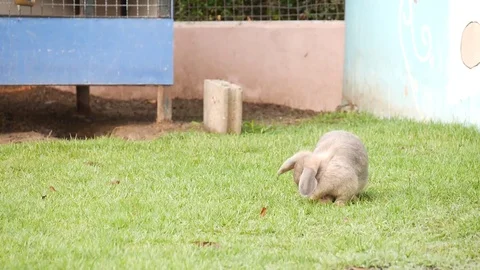 Cute rabbit eating grass with bird chirping sound in background Video stock 85014326