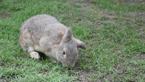 Cute rabbit eating grass with bird chirping sound Stock Footage 164516330