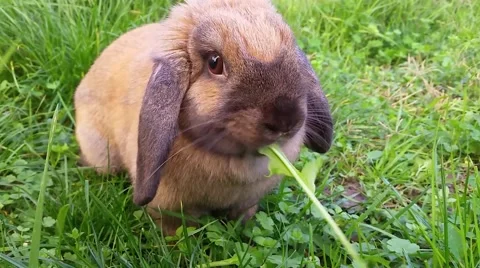 Cute Rabbit Eating Grass Stock Footage 57336726