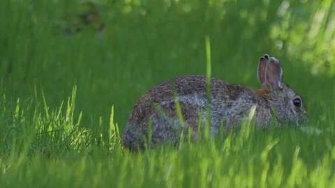 Cute rabbit eating green spring grass and walking out of frame Vidéo 107039231