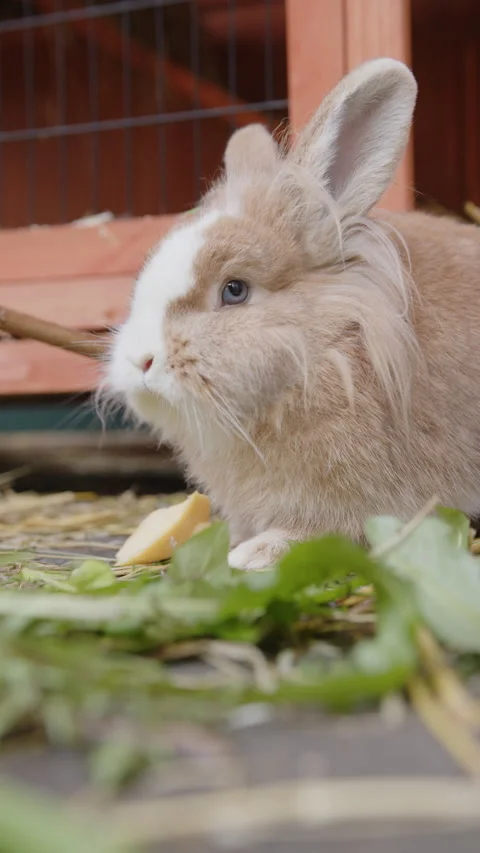 Cute Rabbit eats turnip, vertical Stock-Footage 220409001