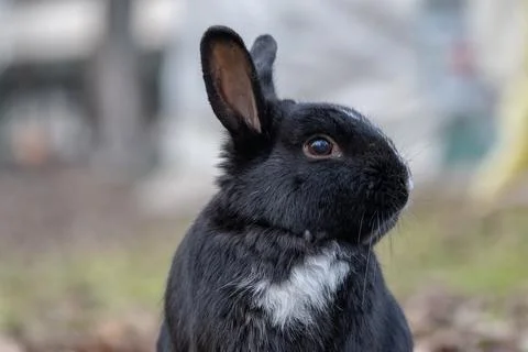 Cute rabbit enjoying the nature. Stock Photos
