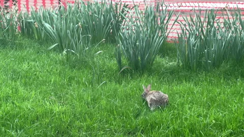 Cute Rabbit Explores Lush Green Garden on a Sunny Afternoon Stock Footage 317639810