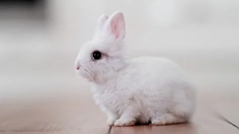 Cute rabbit exploring bright kitchen interior, peaceful lifestyle and Stock Footage 326827080