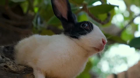 Cute rabbit with expressive eyes and soft fur sitting on a green tree. Stock Footage 342764909
