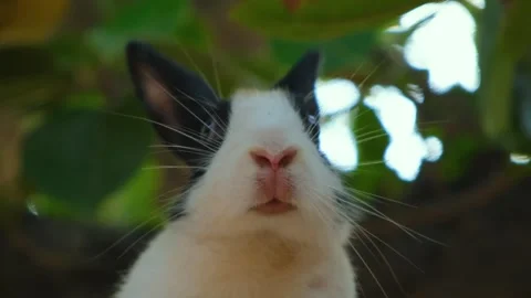 Cute rabbit with expressive eyes and soft fur sitting on a tree. Stock Footage 342764910