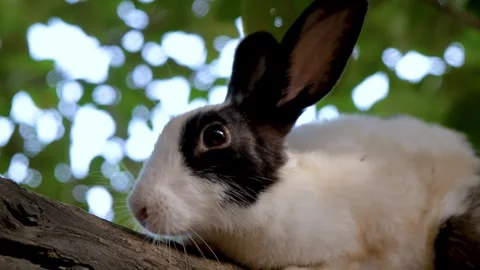 Cute rabbit with expressive eyes and soft fur sitting on a tree. Stock Footage 342764930