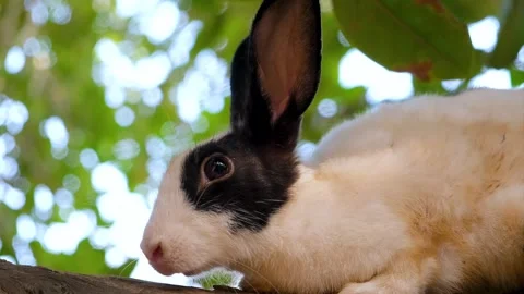 Cute rabbit with expressive eyes and soft fur sitting in shadow. Stock Footage 342764937