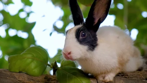 Cute rabbit with expressive eyes and soft fur sitting on a tree. Stock Footage 342764967