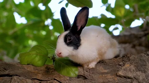 Cute rabbit with expressive eyes and soft fur sitting in shadow. Stock Footage 342764973