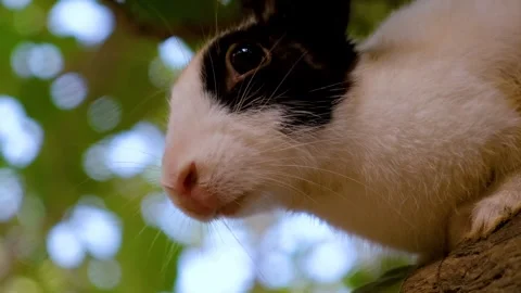 Cute rabbit with expressive eyes and soft fur exploring on a tree. Stock Footage 342764987