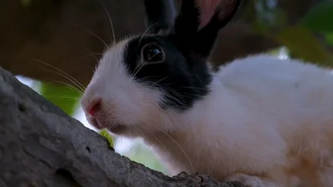 Cute rabbit with expressive eyes and soft fur sitting on a tree. Stock Footage 342765063