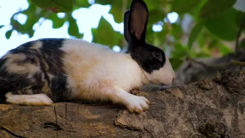 Cute rabbit with expressive eyes and soft fur resting on a tree. Stock Footage 342765086