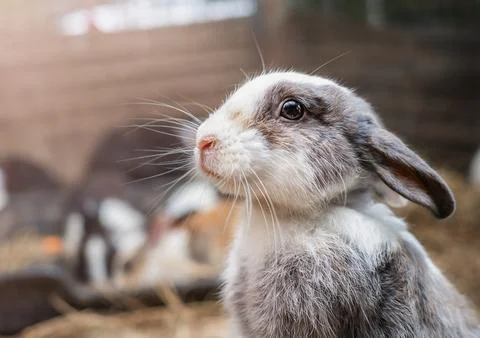 Cute rabbit on a farm Stock Photos