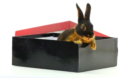 Cute rabbit Stock Footage 54548484