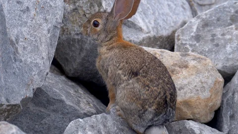 Cute Rabbit Stock Footage 95919350