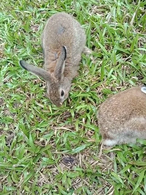 Cute rabbit Video stock 237037431