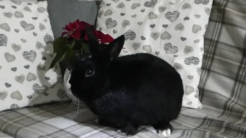 Cute rabbit in front of a winter rose 5 Stock Footage 83431497
