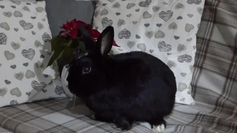 Cute rabbit in front of a winter rose 4 Stock Footage 83431715