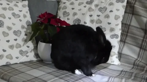 Cute rabbit in front of a winter rose 2 Stock Footage 83431801