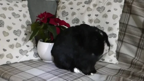 Cute rabbit in front of a winter rose 3 Stock Footage 83432121