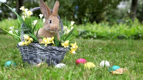 Cute rabbit in the garden Video stock 69079553
