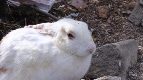 Cute rabbit  in the garden Stock Footage 163738283