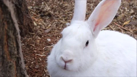 Cute rabbit  in the garden Stock Footage 163739132