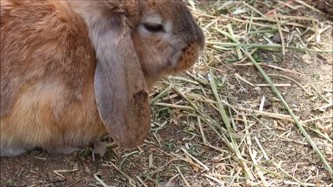 Cute rabbit  in the garden Stock Footage 163740316