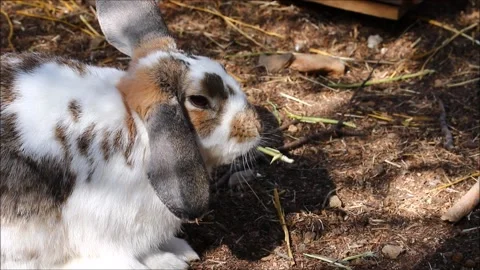 Cute rabbit  in the garden Stock Footage 163740412