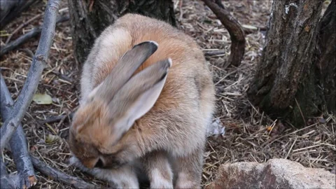 Cute rabbit  in the garden Stock Footage 163740954