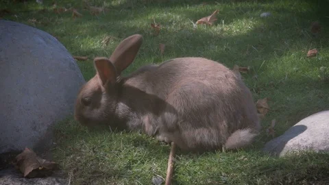 Cute rabbit on the gras Stock Footage 99828975