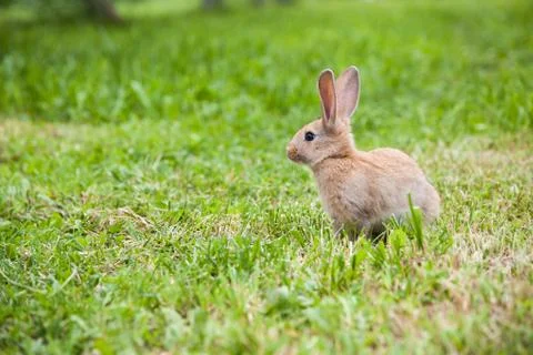Cute rabbit on the grass Stock Photos