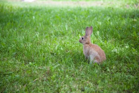 Cute rabbit on the grass Stock Photos